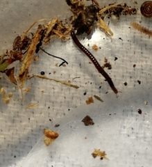 Ophyiulus pilosus