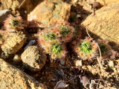 Drosera miniata