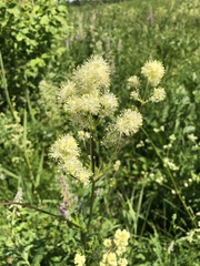 Thalictrum lucidum