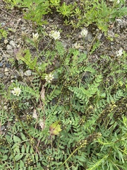 Astragalus marinus
