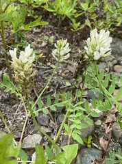 Astragalus marinus