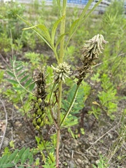Astragalus marinus