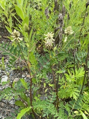 Astragalus marinus