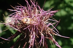 Carpocoris purpureipennis
