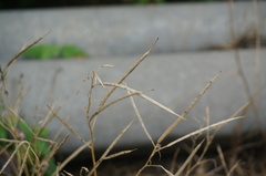 Orychophragmus violaceus