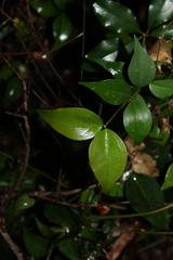 Jasminum jenniae