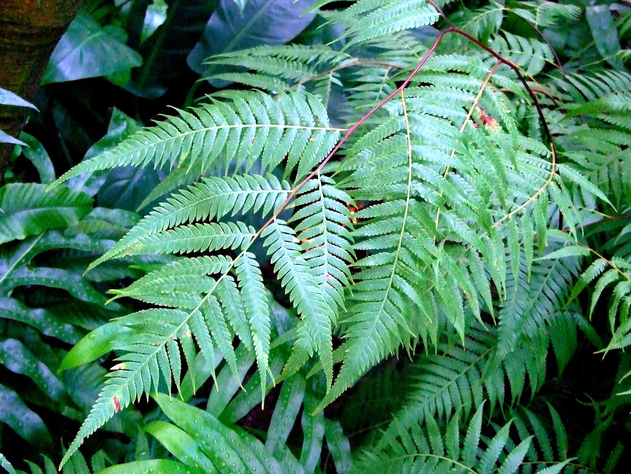 Cibotium barometz
