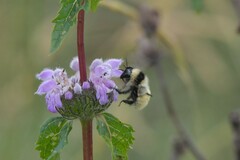 Bombus armeniacus