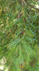 Oligotrophus juniperinus