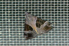Hypena trigonalis