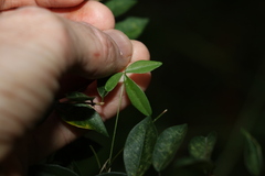 Glycine cyrtoloba