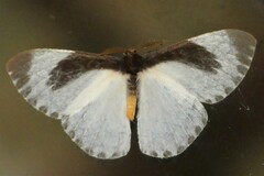 Melanothrix nymphaliaria