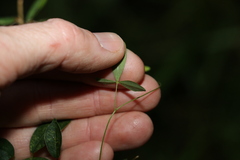 Glycine cyrtoloba