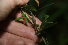 Glycine cyrtoloba