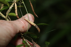Glycine cyrtoloba