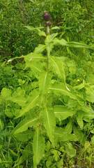 Cirsium helenioides
