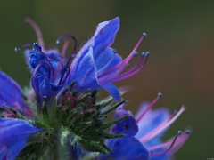 Echium vulgare