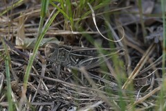 Arcyptera microptera