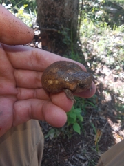 Breviceps passmorei