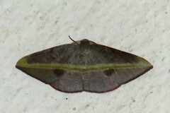 Hypochrosis iris