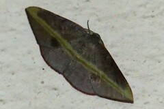 Hypochrosis iris