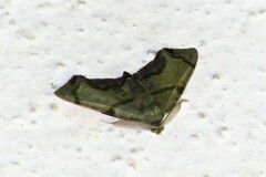 Achrosis incitata