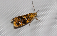 Celypha siderana