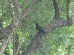 Corvus macrorhynchos levaillantii