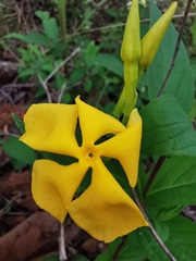 Mandevilla apocynifolia