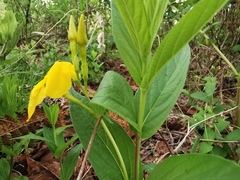 Mandevilla apocynifolia