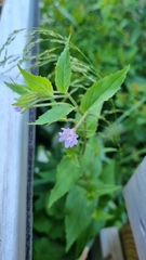 Epilobium