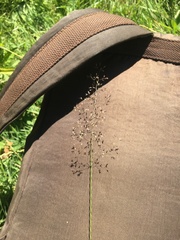 Agrostis × murbeckii