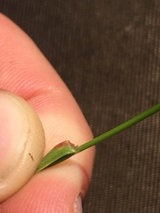 Agrostis × murbeckii