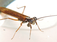 Mantoida maya