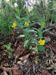 Mandevilla apocynifolia