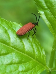 Pyropterus nigroruber