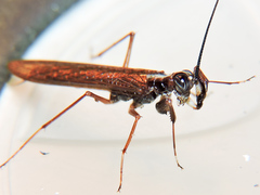 Mantoida maya