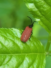 Pyropterus nigroruber