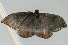 Cyclidia orciferaria