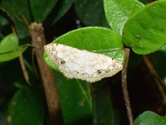 Scopula propinquaria