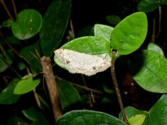 Scopula propinquaria