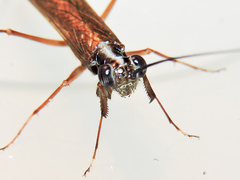 Mantoida maya