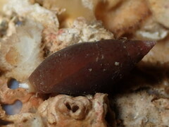 Episcomitra cornicula