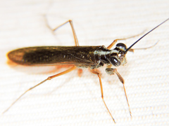 Mantoida maya