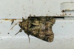 Chlumetia
