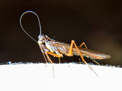 Mantoida maya