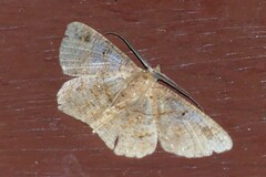 Petelia medardaria