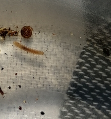 Schendylidae