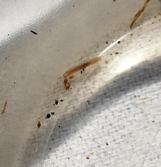 Schendylidae