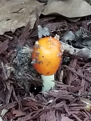 Amanita parcivolvata